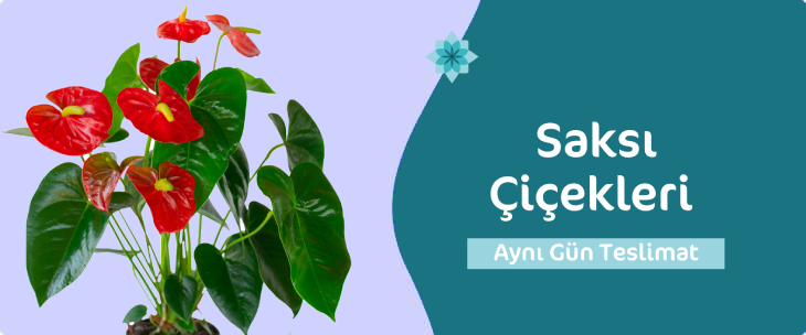 Lüleburgaz Saksı Çiçekleri